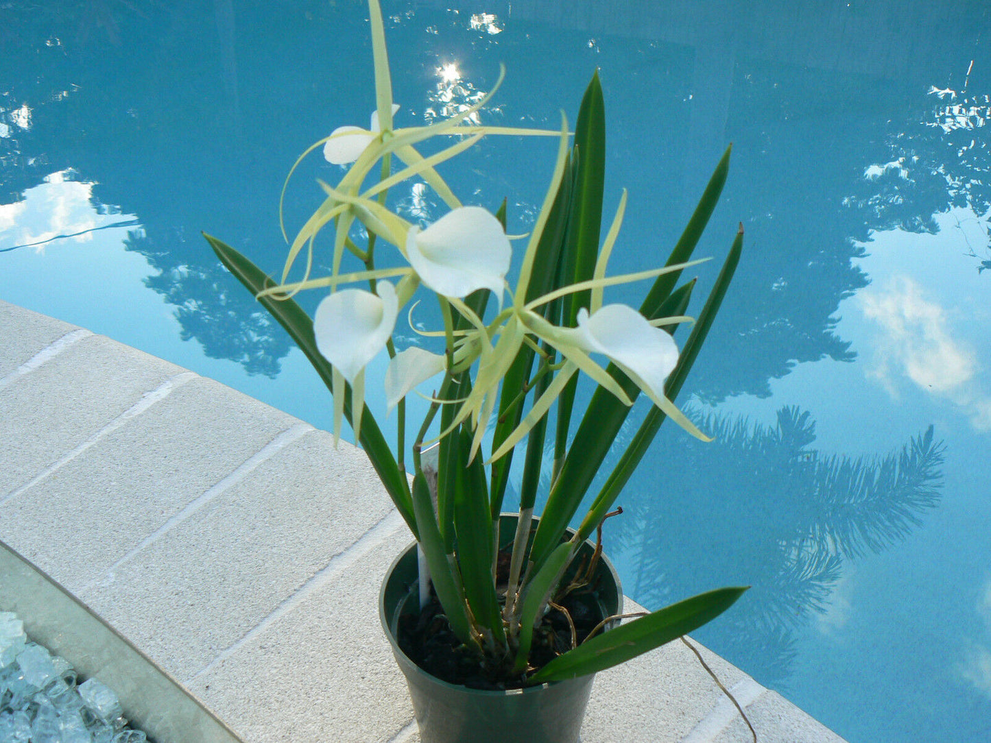Orchid Fragrant Cattleya Brassavola nodosa Little Stars mounted on driftwood