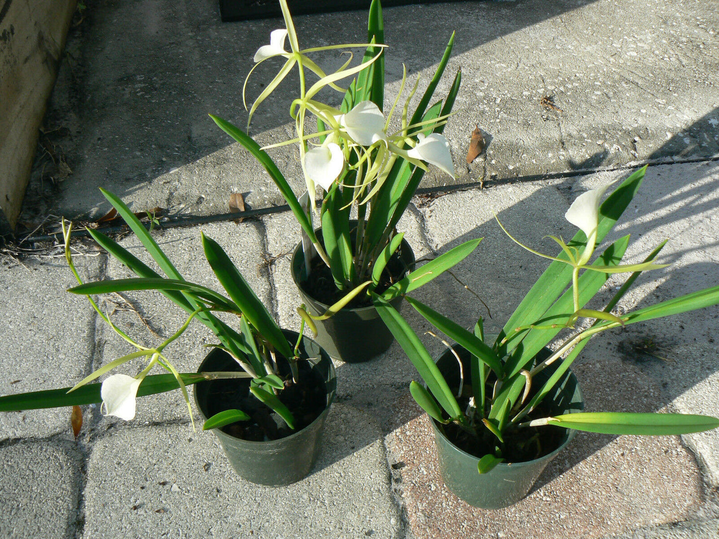 Orchid Fragrant Cattleya Brassavola nodosa Little Stars mounted on driftwood
