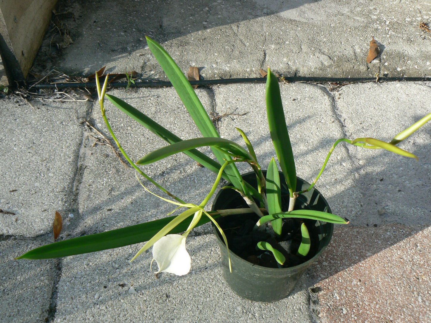 Orchid Fragrant Cattleya Brassavola nodosa Little Stars mounted on driftwood