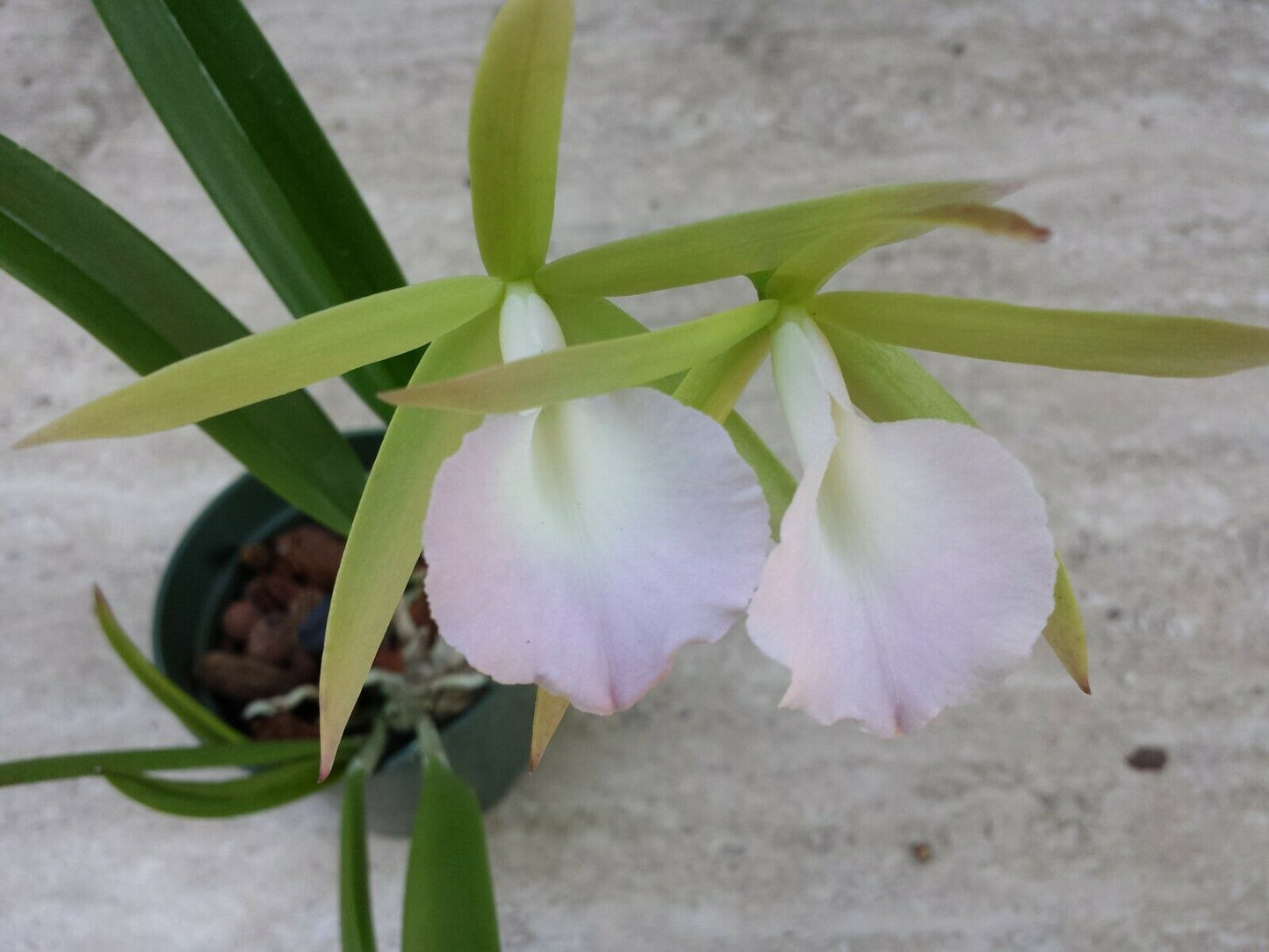 Orchid Fragrant Cattleya Brassavola nodosa Little Stars x Lulu T