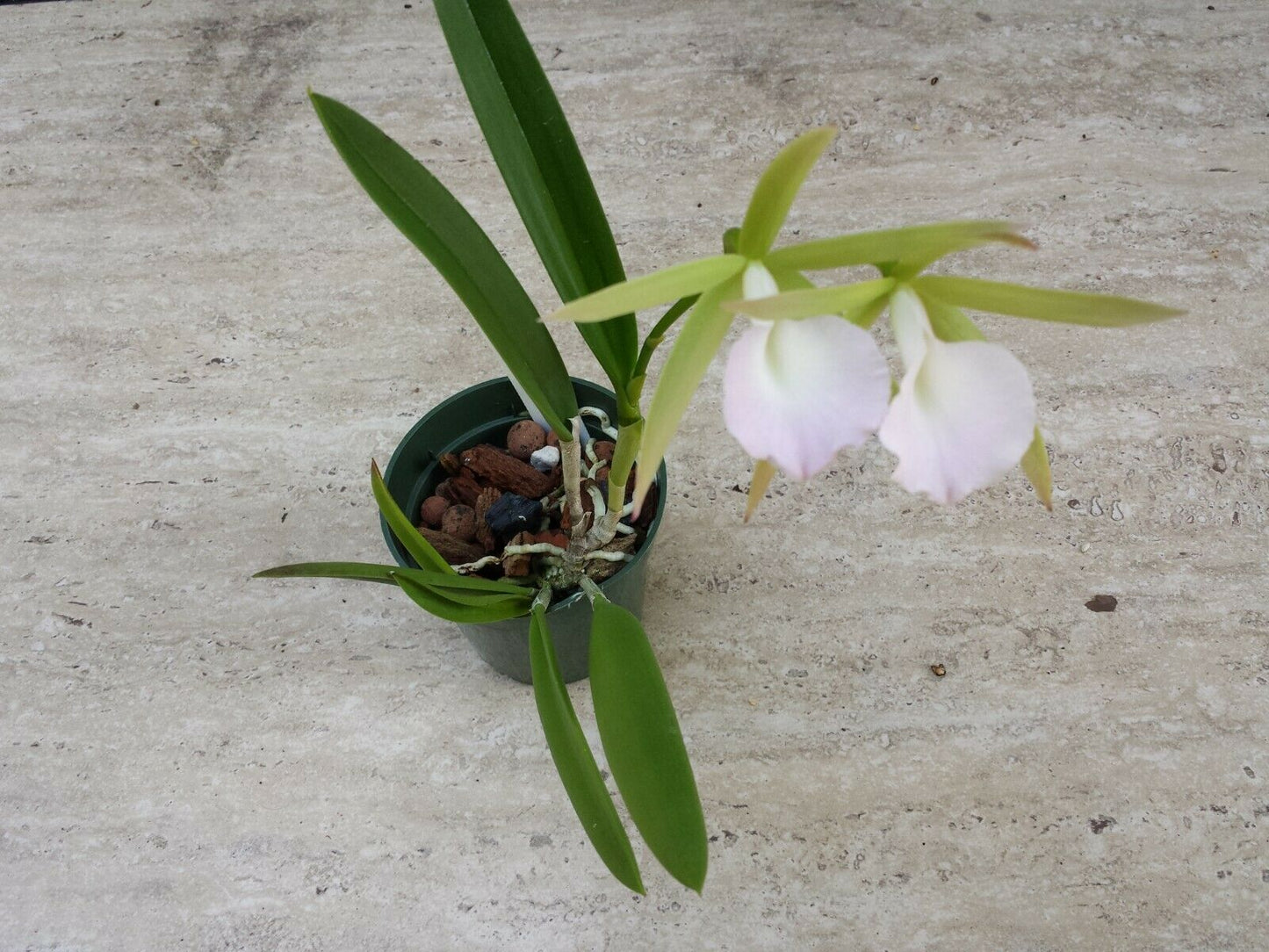 Orchid Fragrant Cattleya Brassavola nodosa Little Stars x Lulu T