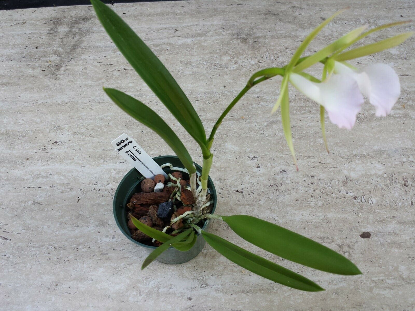 Orchid Fragrant Cattleya Brassavola nodosa Little Stars x Lulu T