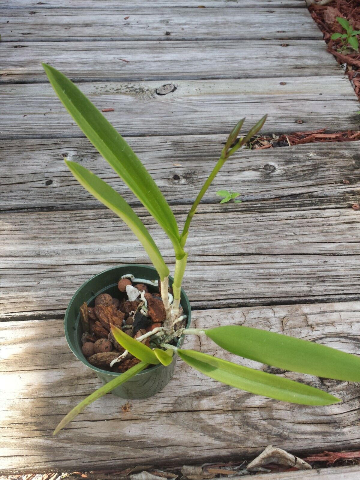 Orchid Fragrant Cattleya Brassavola nodosa Little Stars x Lulu T