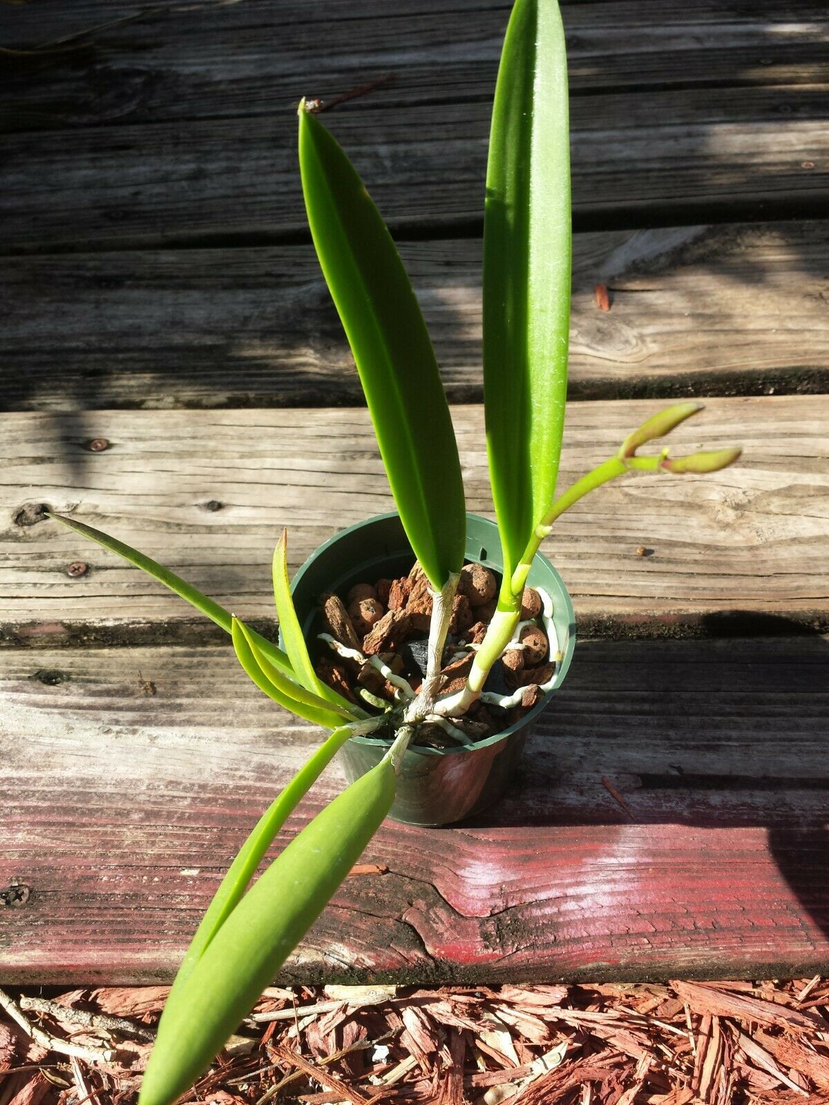 Orchid Fragrant Cattleya Brassavola nodosa Little Stars x Lulu T