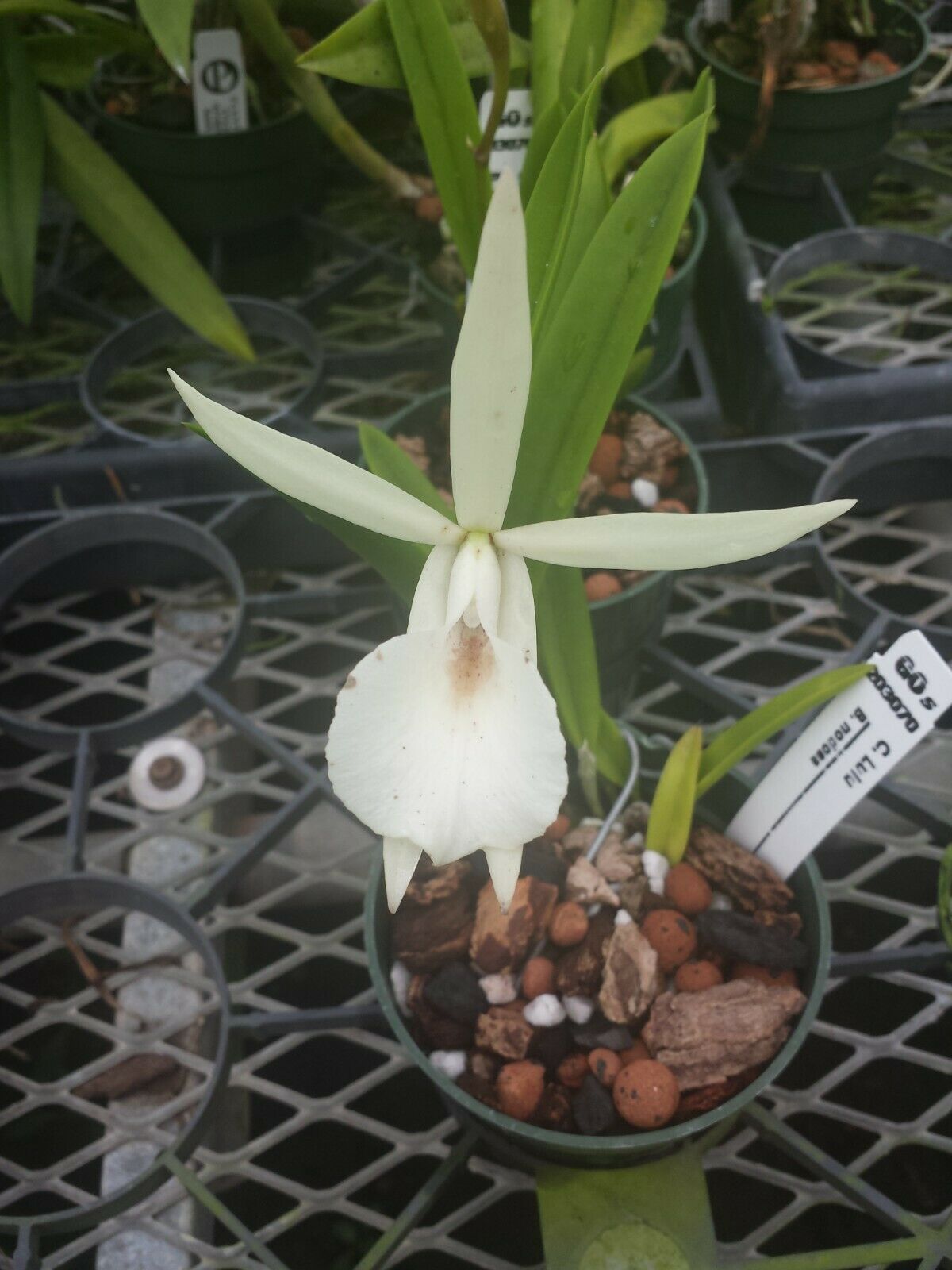 Orchid Fragrant Cattleya Brassavola nodosa Little Stars x Lulu T