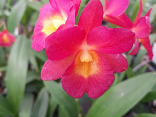 Orchid Cattleya Cttn Why Not Plant in 4" Pots