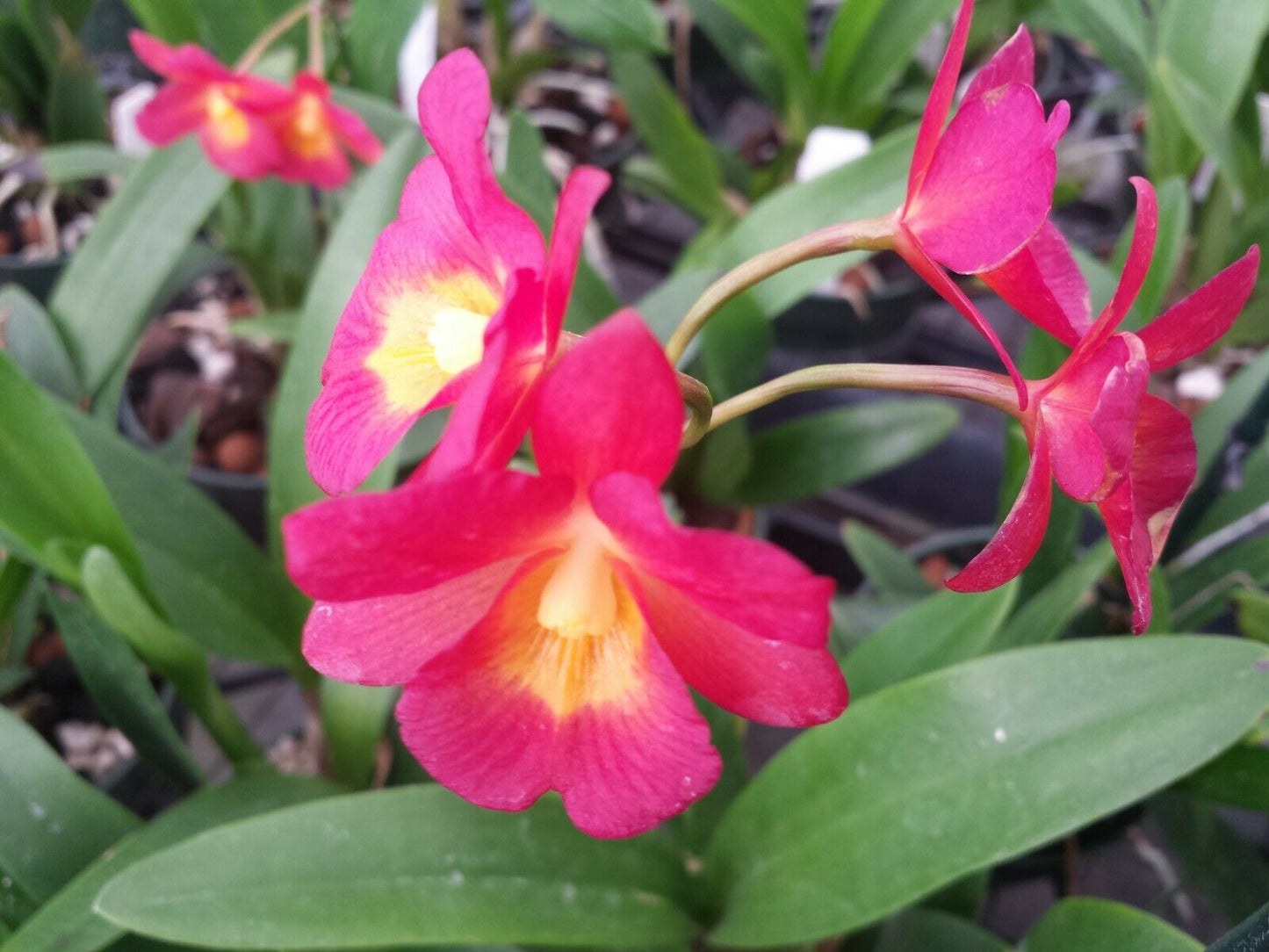 Orchid Cattleya Cttn Why Not Plant in 4" Pots