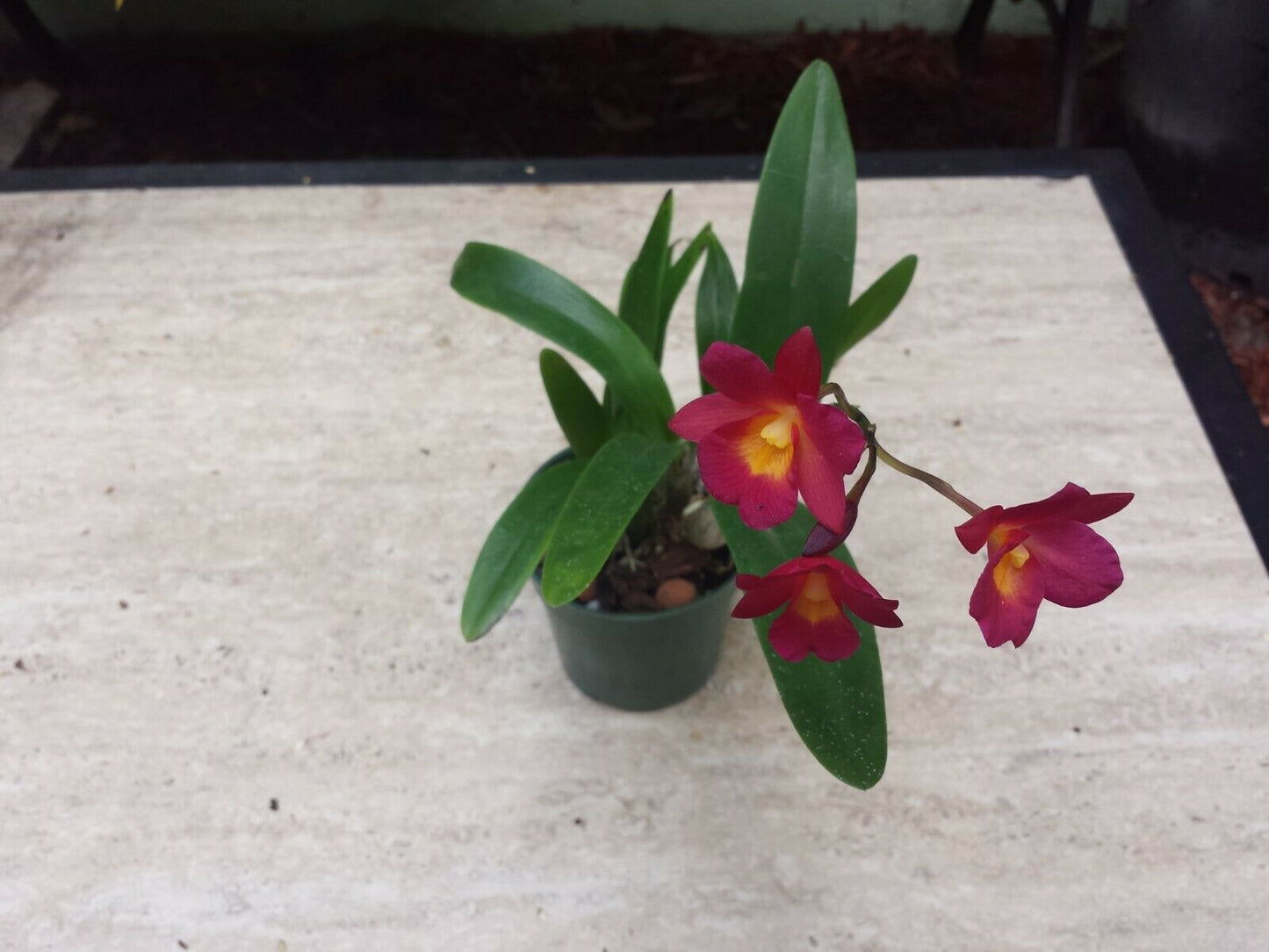 Orchid Cattleya Cttn Why Not Plant in 4" Pots
