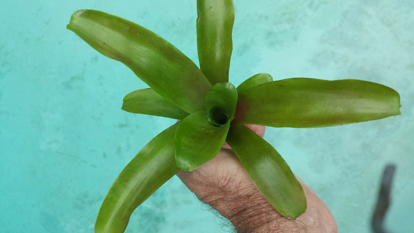 Mini Bromeliad Neoregelia Chiquita Linda Fireball terrarium vivarium dart frog