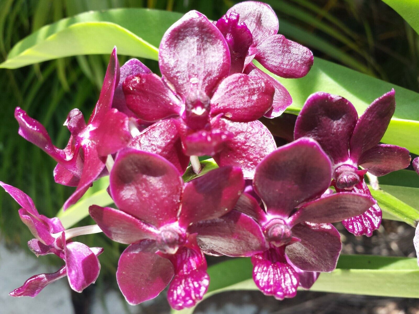 Vanda 3 pack fragrant Mad Happenings Exotic Tropical Hanging Plant