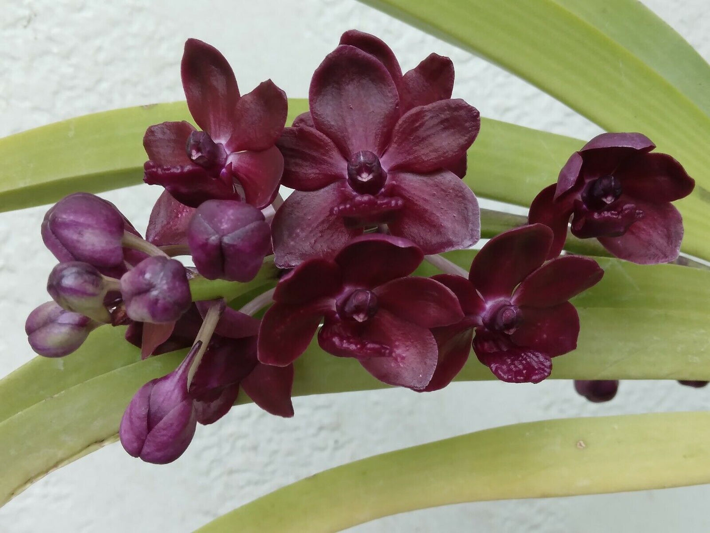 Vanda 4 pack fragrant Mad Happenings Exotic Tropical Hanging Plant