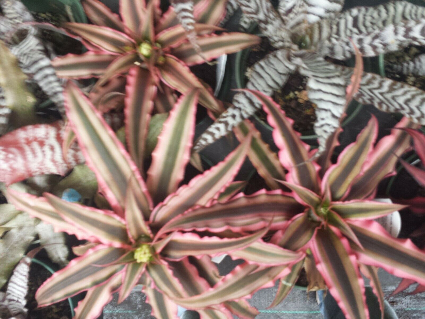 Bromeliad Cryptanthus Pink Starlite Tropic Plants