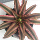 Bromeliad Cryptanthus Pink Starlite Tropic Plants