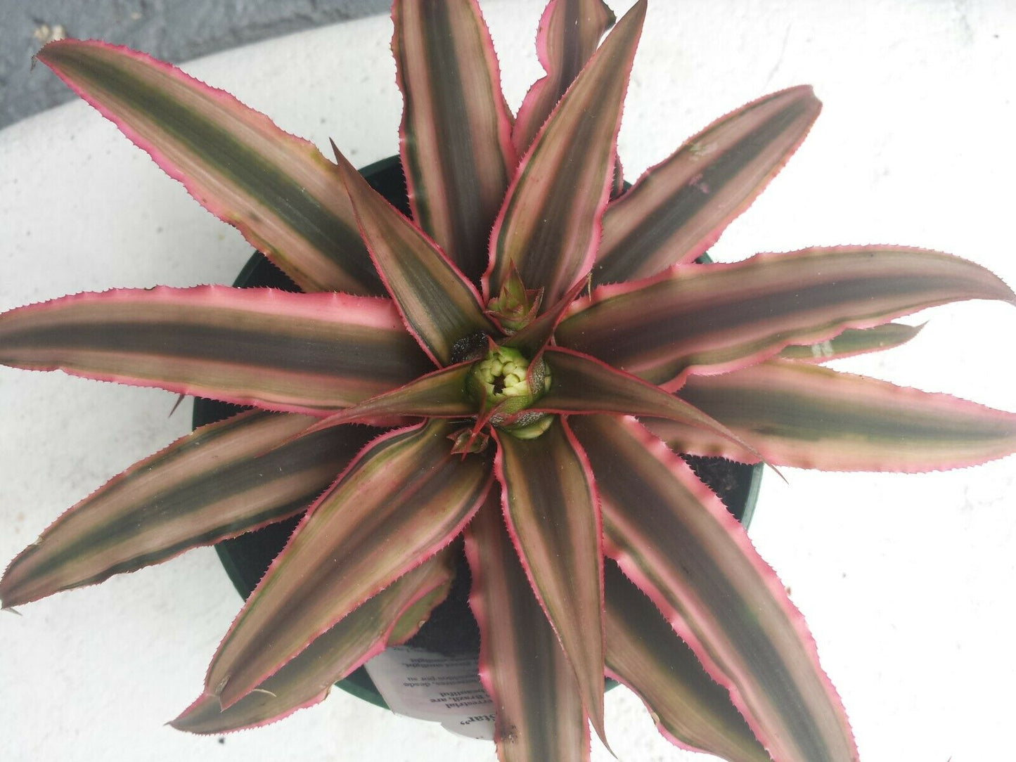 Bromeliad Cryptanthus Pink Starlite Tropic Plants