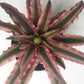 Bromeliad Cryptanthus Pink Starlite Tropic Plants
