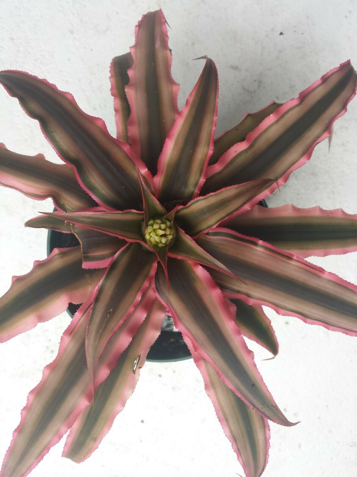 Bromeliad Cryptanthus Pink Starlite Tropic Plants