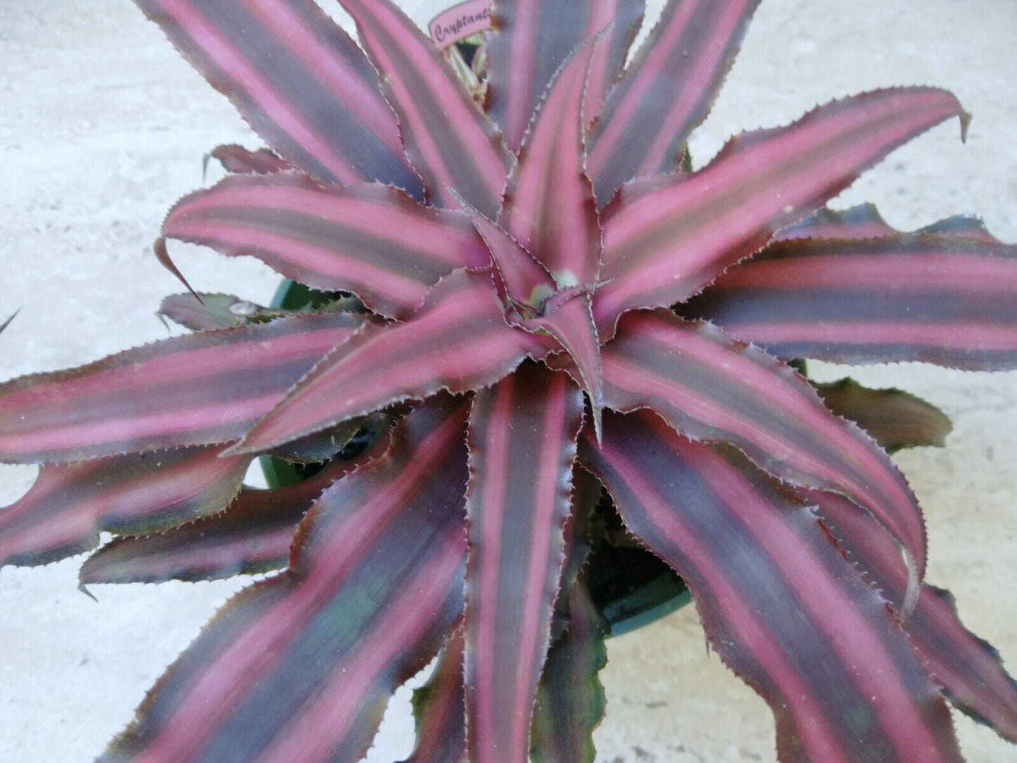 Bromeliad Cryptanthus Ruby Exotic Tropical Plant