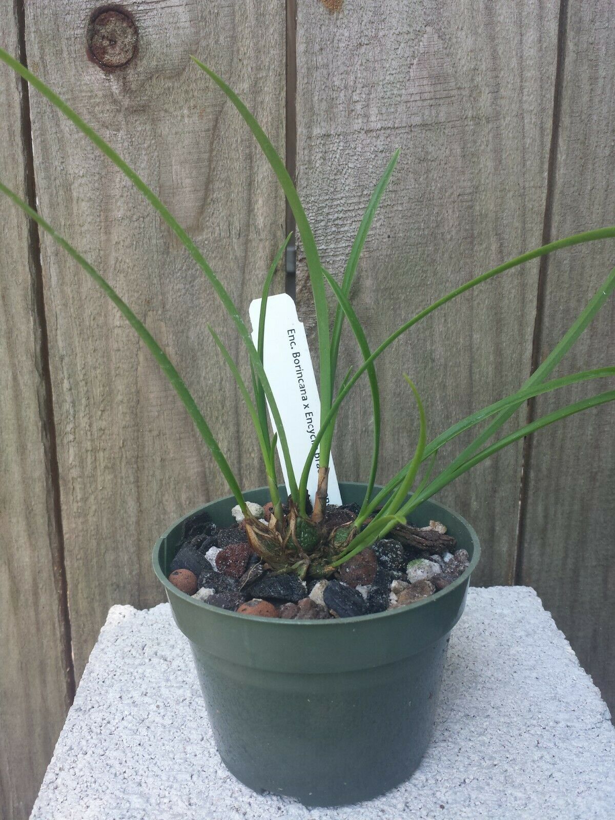 Encyclia Boricana x Enc bractescens Orchid