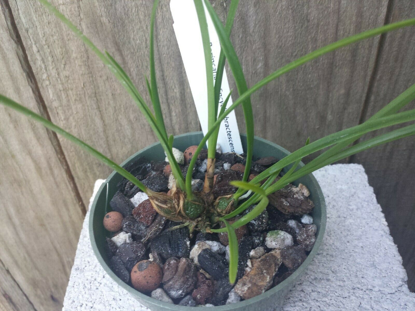 Encyclia Boricana x Enc bractescens Orchid