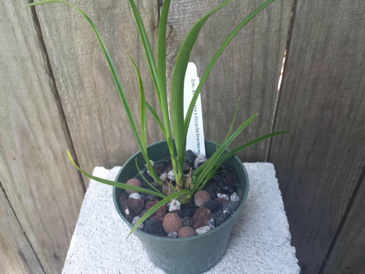 Encyclia Boricana x Enc bractescens Orchid