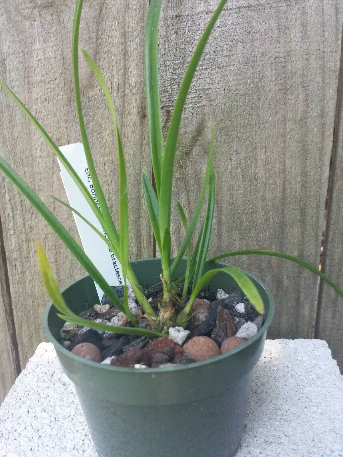 Encyclia Boricana x Enc bractescens Orchid