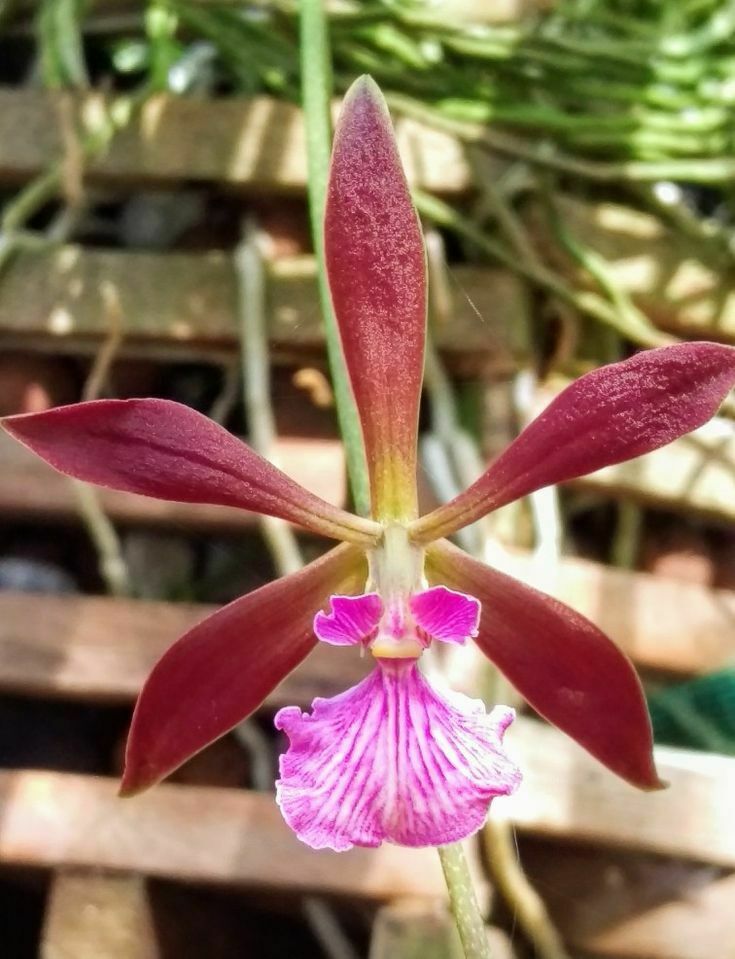 Encyclia Boricana x Enc bractescens Orchid