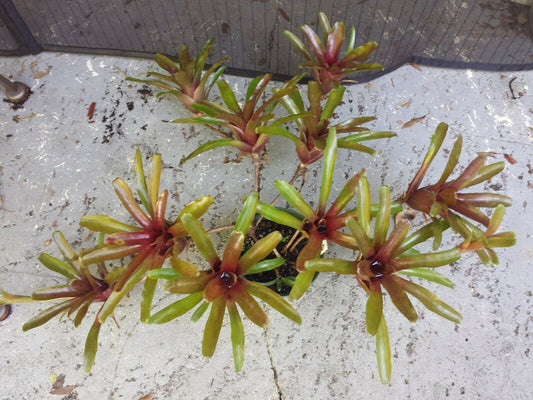 Mini Bromeliad Neoregelia Fireball terrarium vivarium dart frog