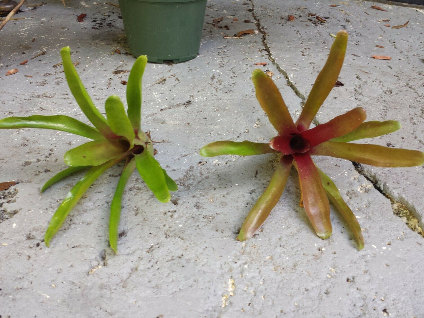 Mini Bromeliad Neoregelia Fireball terrarium vivarium dart frog