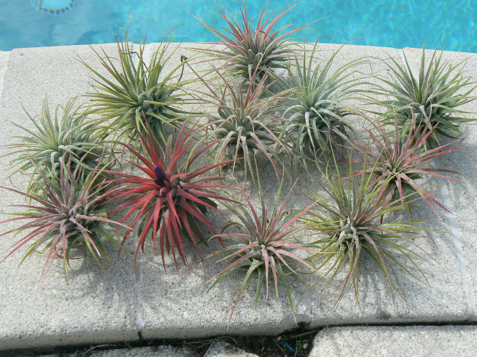 bromeliad air plants Bromeliad Tillandsia ionantha Guatemalan two pack Air Plant