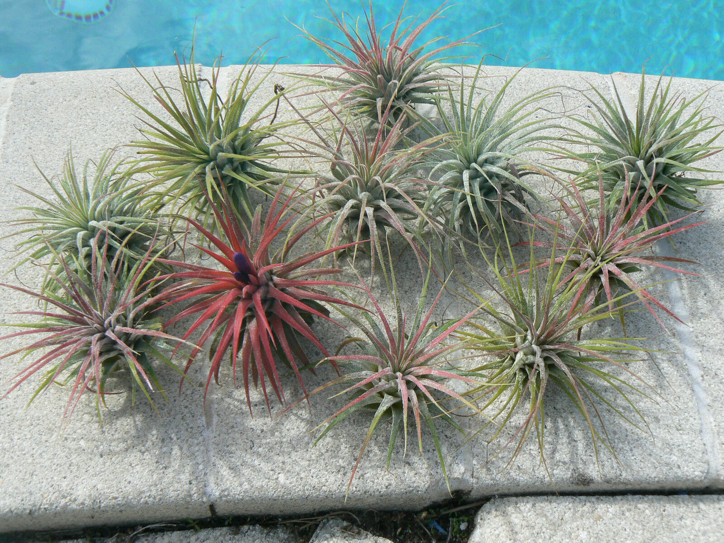 Bromeliad Tillandsia ionantha Guatemalan two pack Air Plant