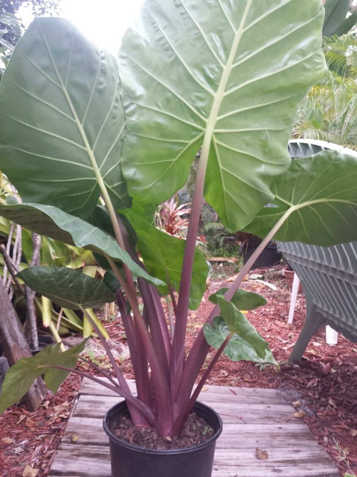 red and white elephant ear plant Alocasia Imperial Red Elephant Ear Tropical Plant