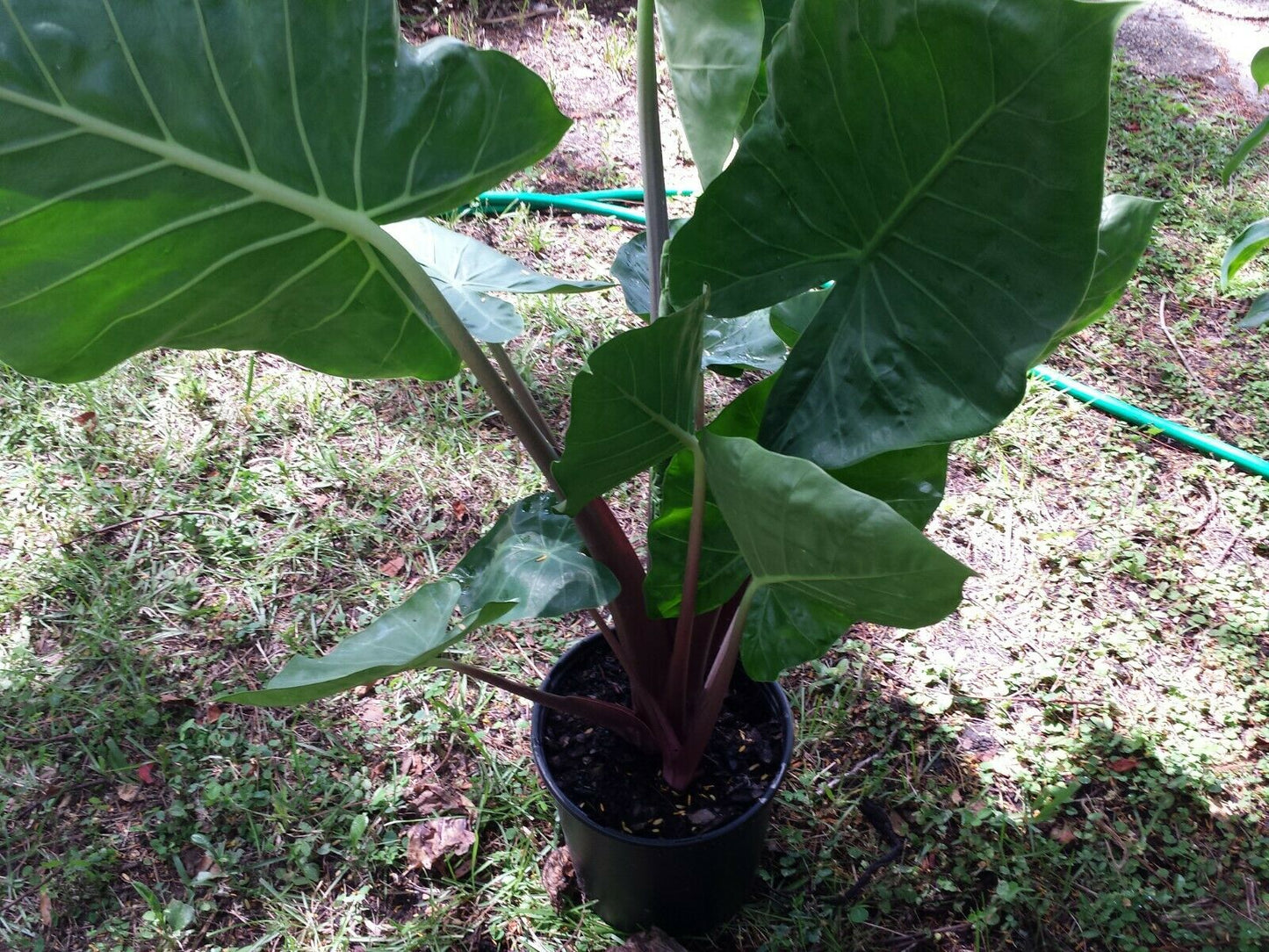 Alocasia Imperial Red Elephant Ear Tropical Plant