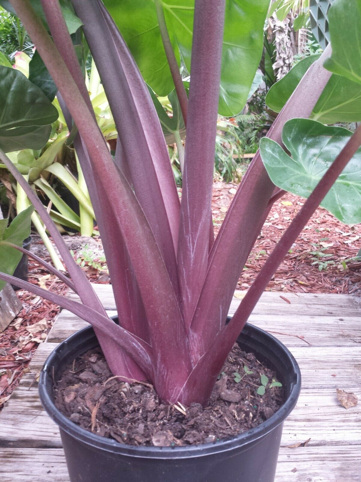 Alocasia Imperial Red Elephant Ear Tropical Plant