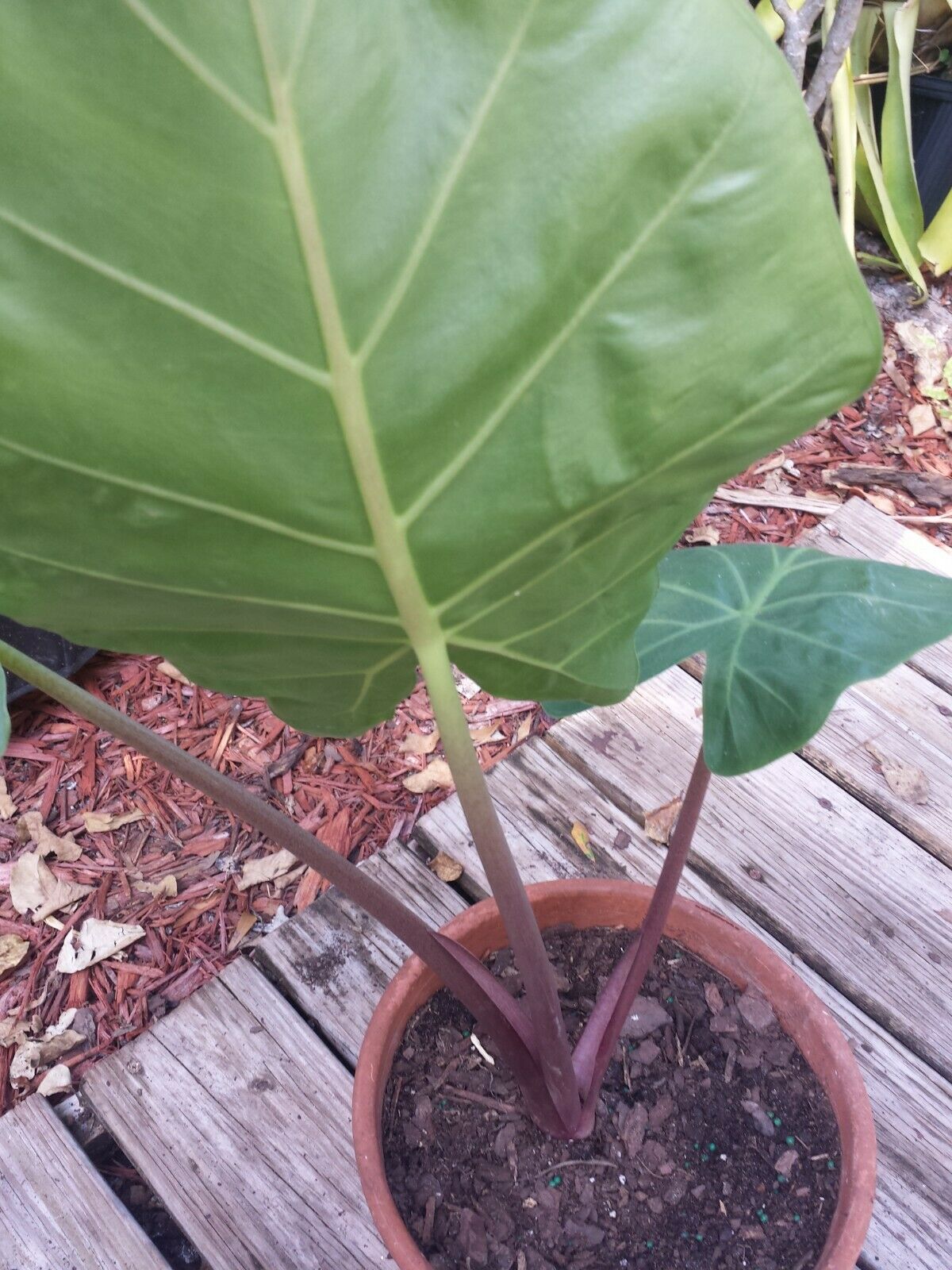 Alocasia Imperial Red Elephant Ear Tropical Plant