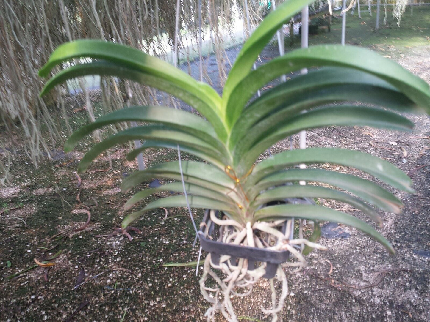 Vanda Kapiolea Deep Purple