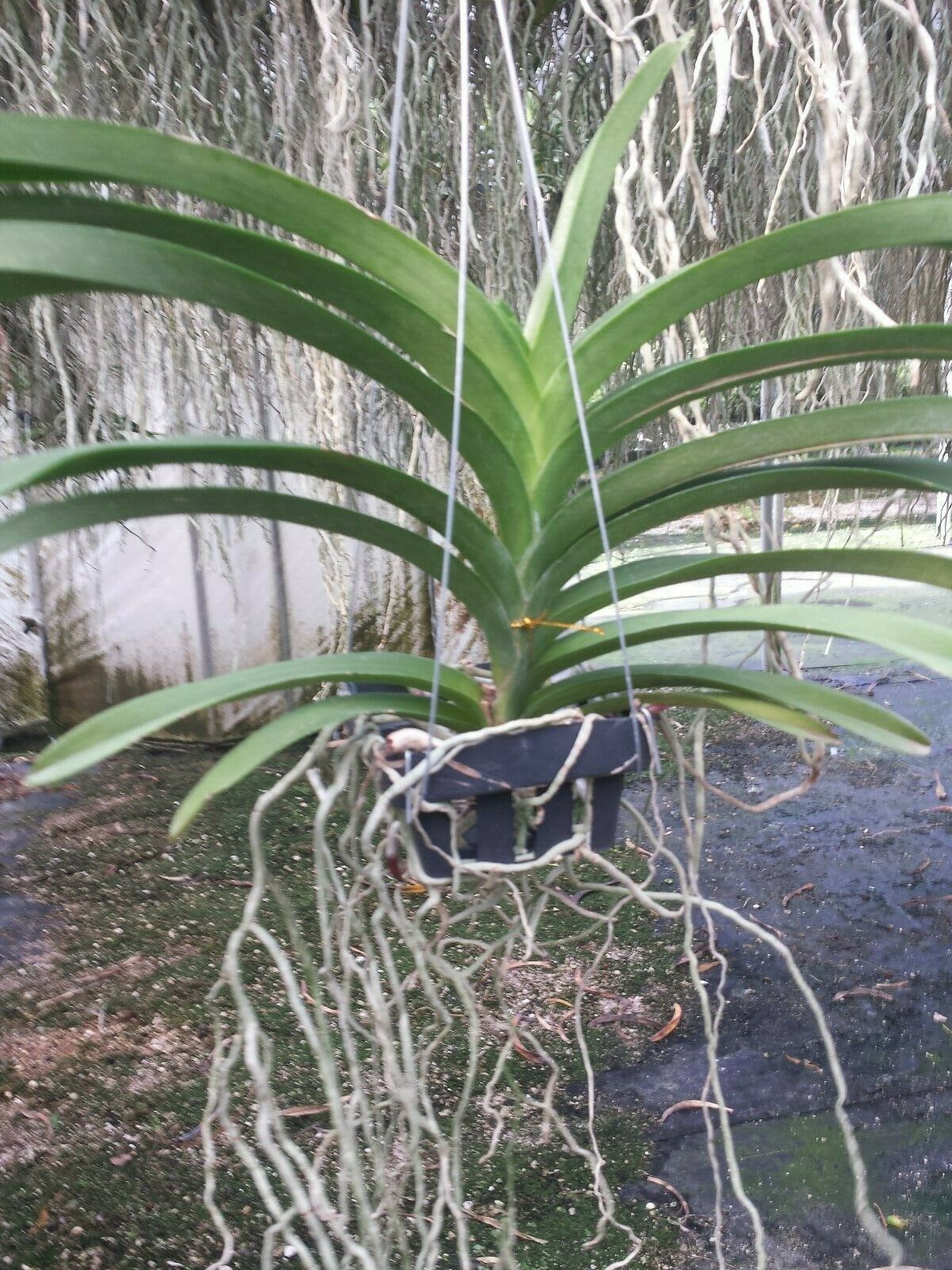 Vanda Kapiolea Deep Purple