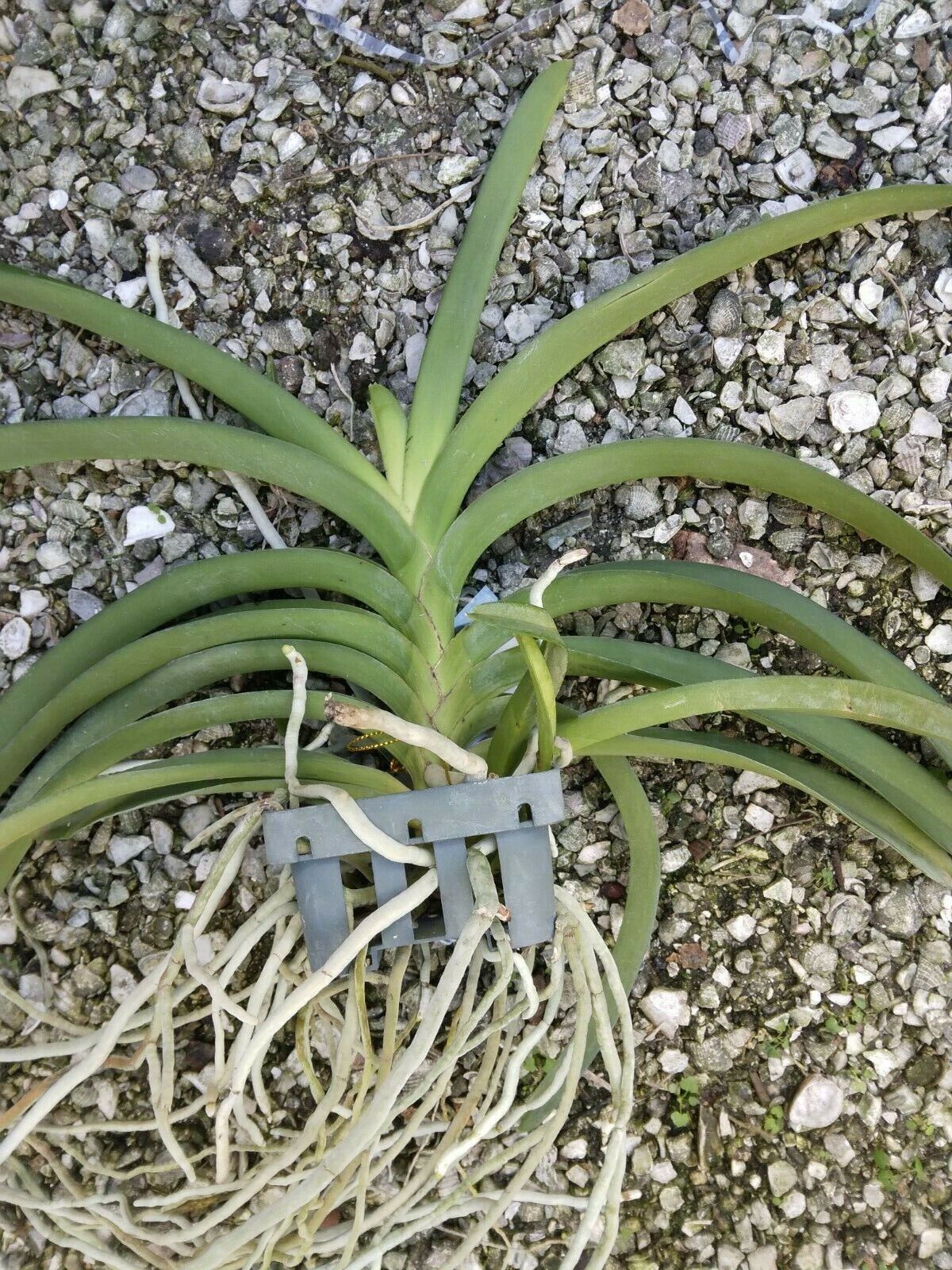 Vanda Kulwadee Fragrance Red Maroon Spot # 626