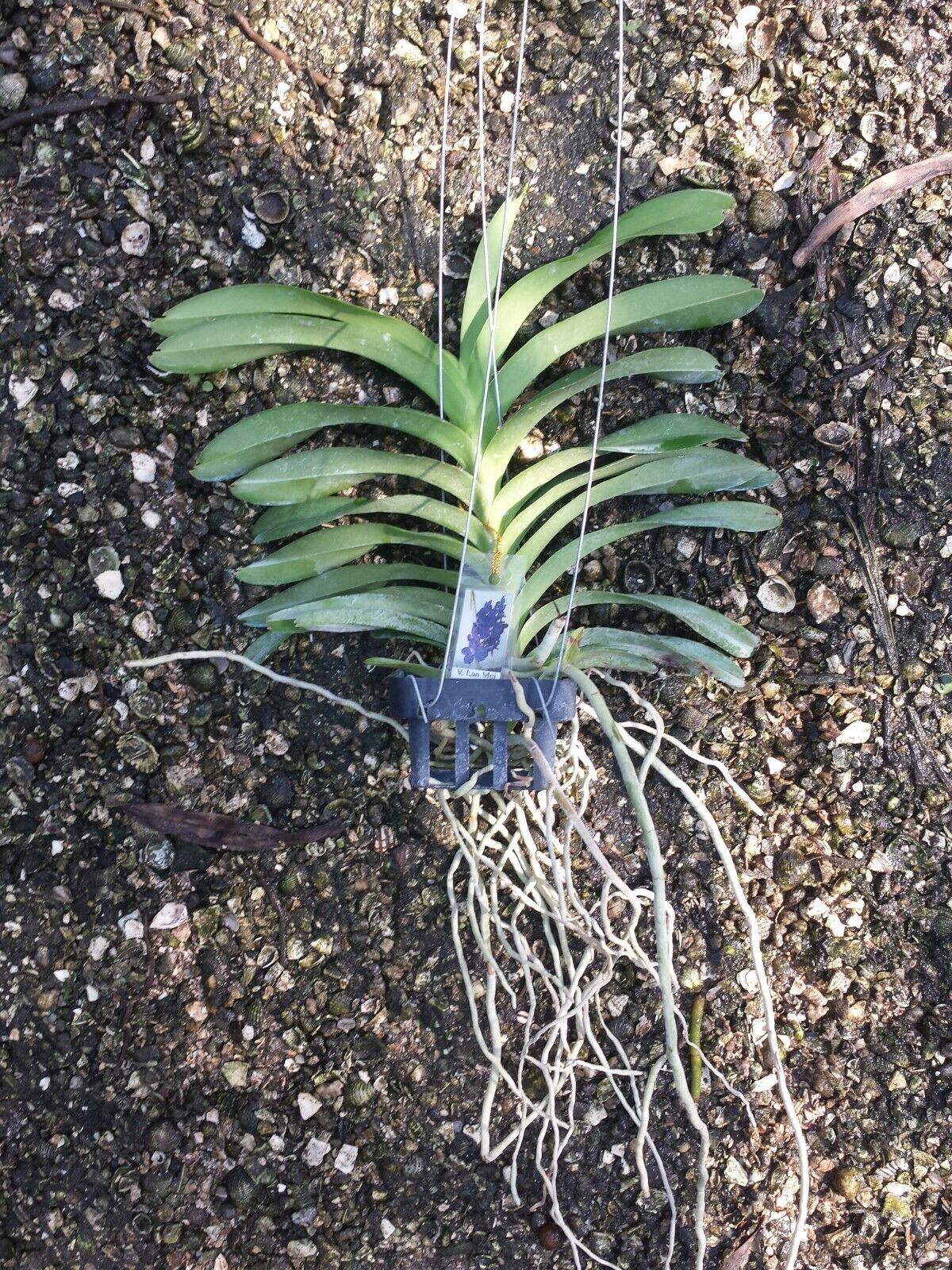 Vanda Lan Mei