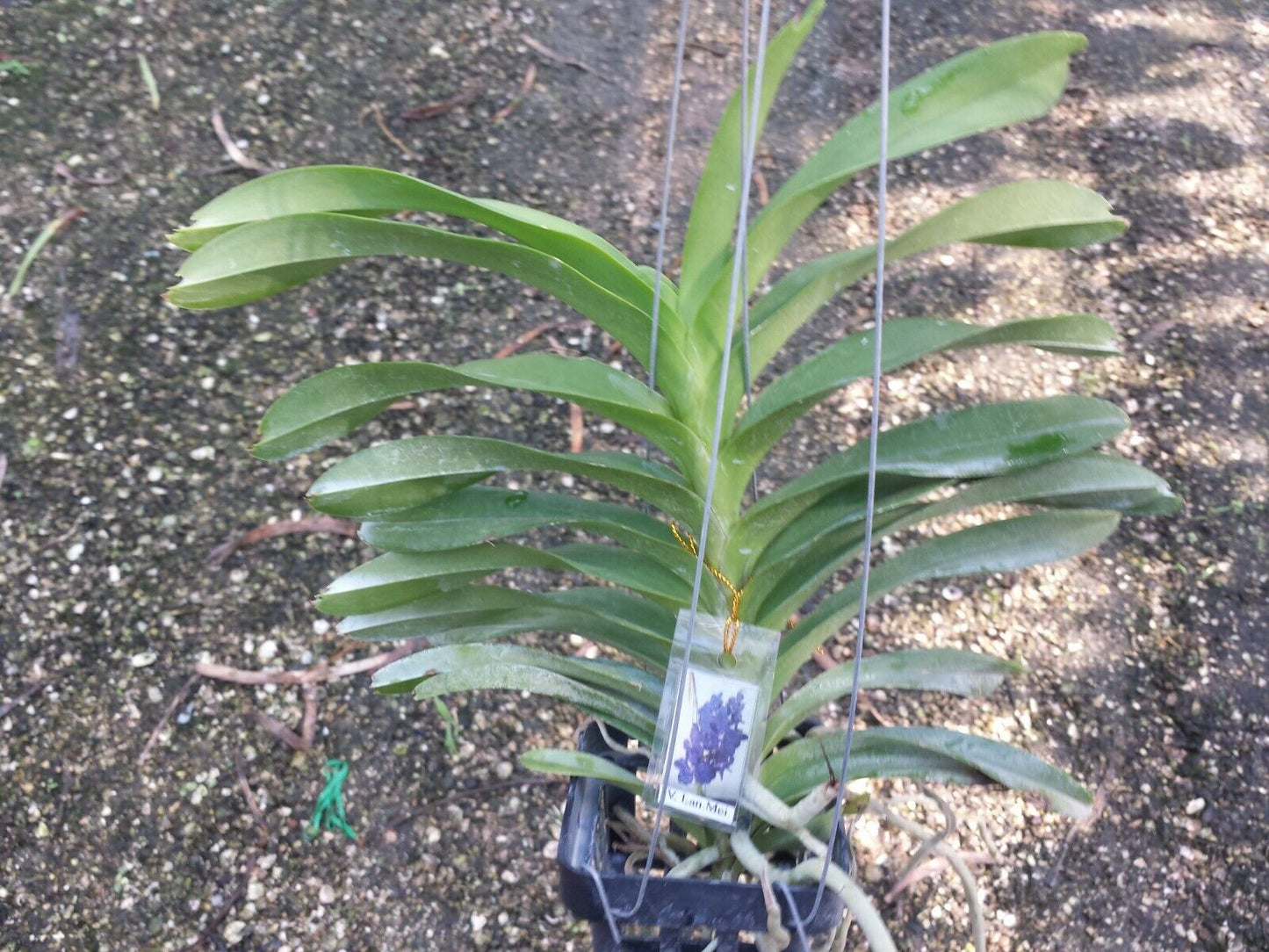 Vanda Lan Mei