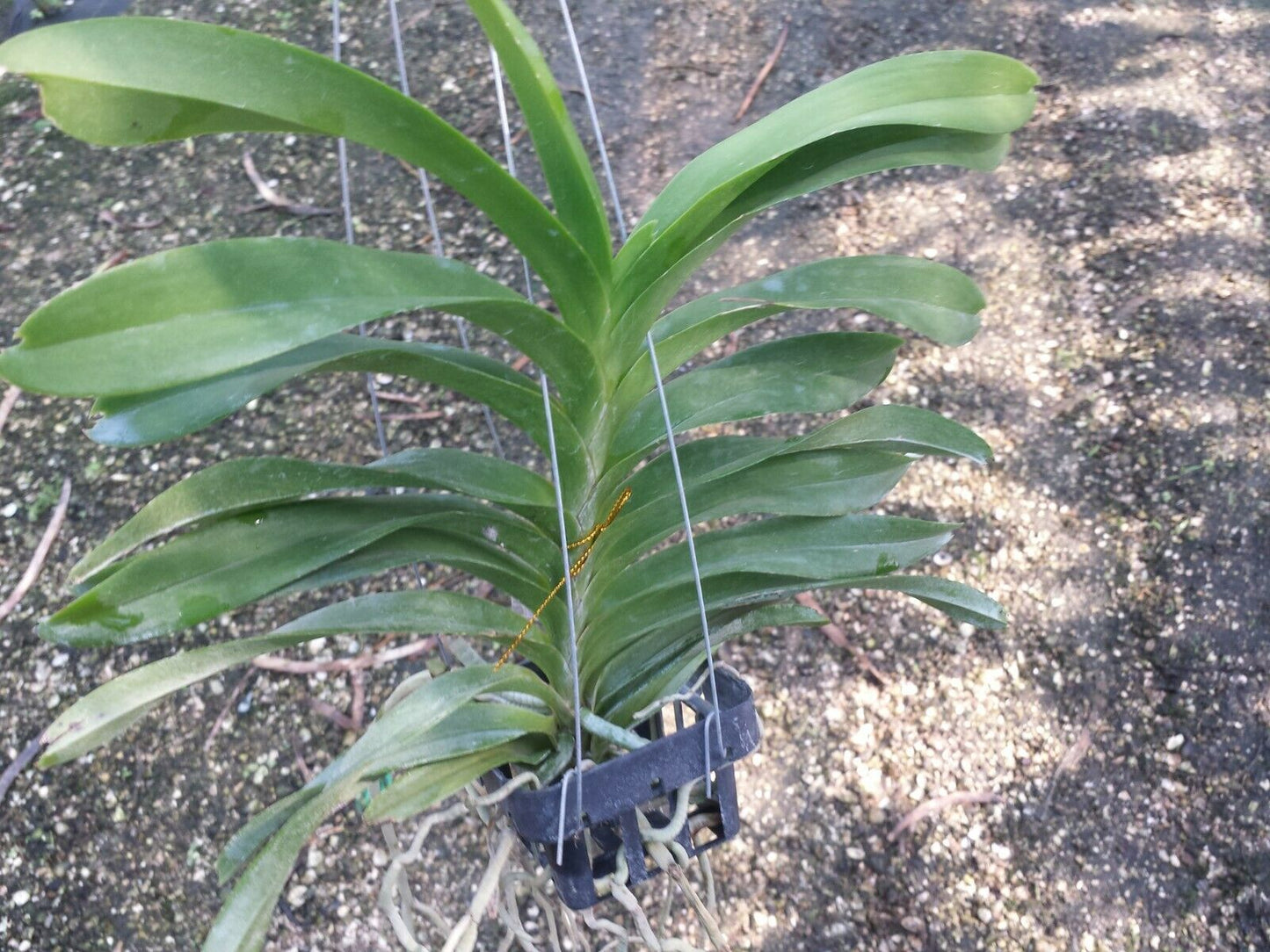 Vanda Lan Mei