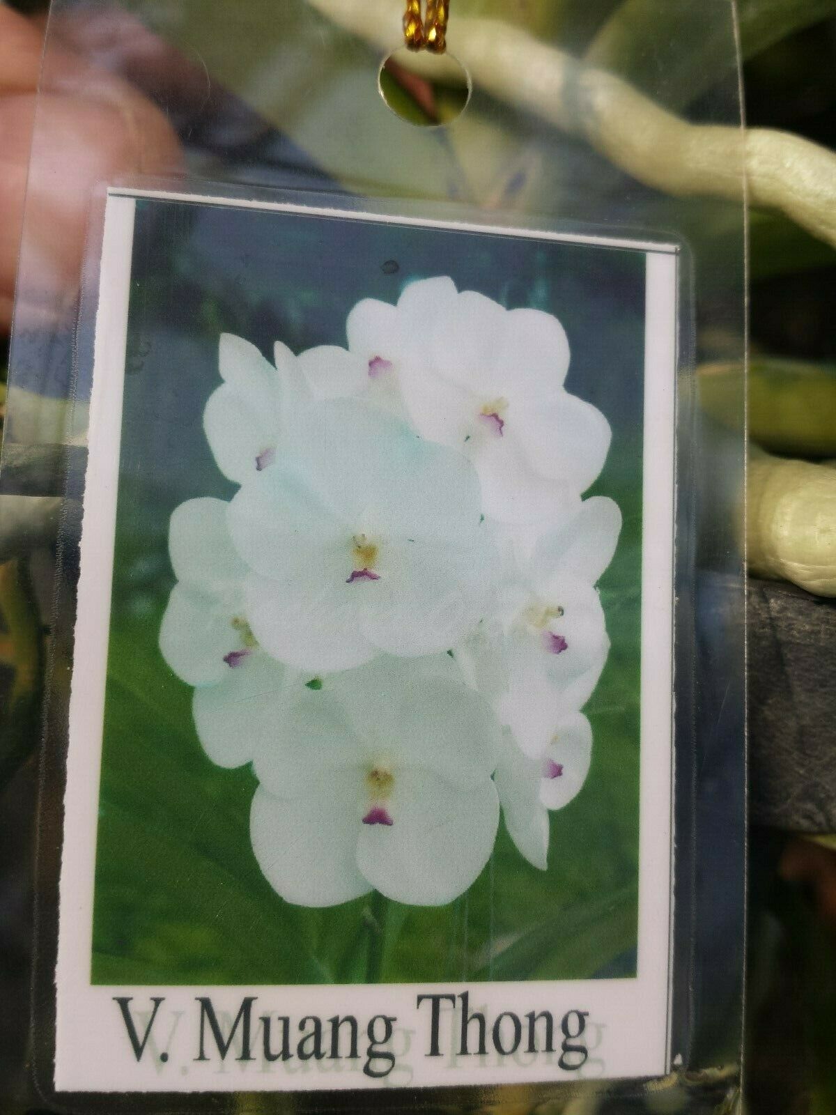 Vanda Muang Thong White