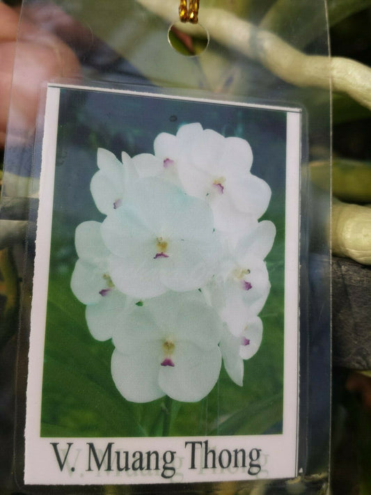 Vanda Muang Thong White