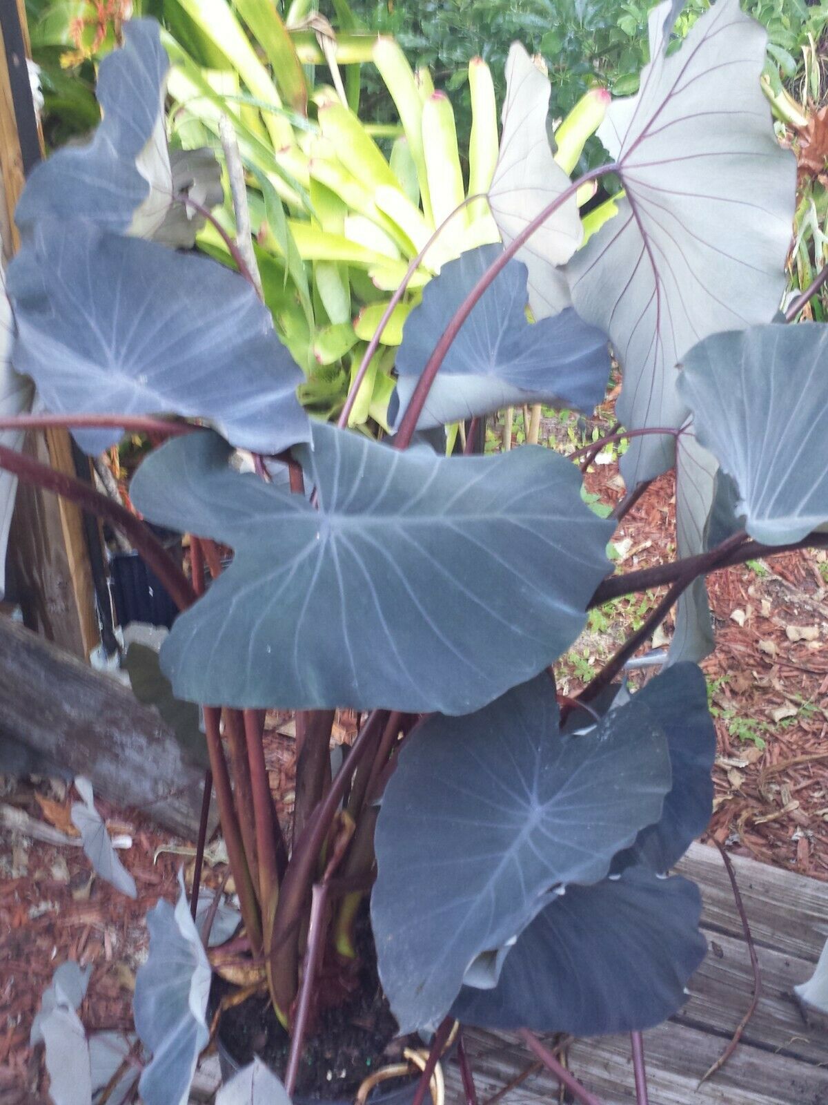 goth elephant ear plant Colocasia escuenta Midnight Elephant Ear – MadHappenings