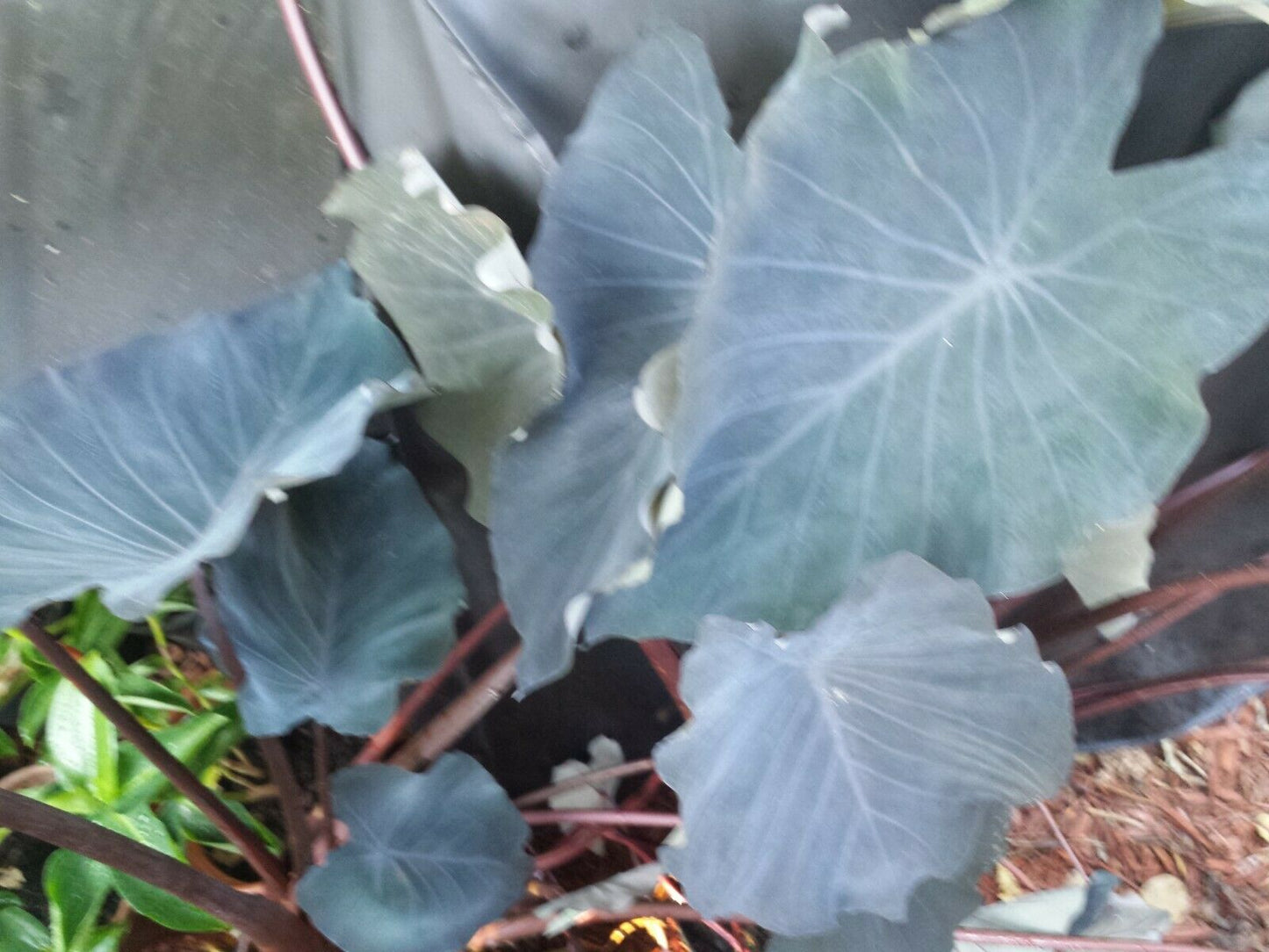 Colocasia escuenta Midnight Elephant Ear