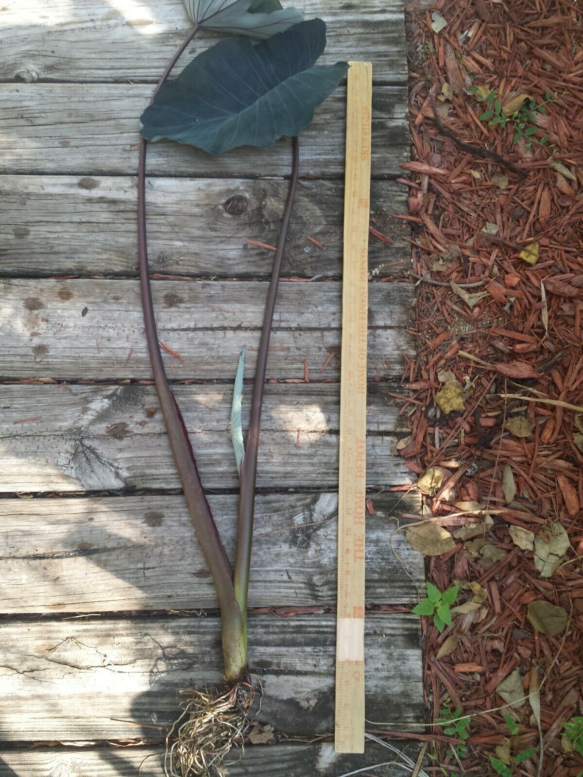 Colocasia escuenta Midnight Elephant Ear