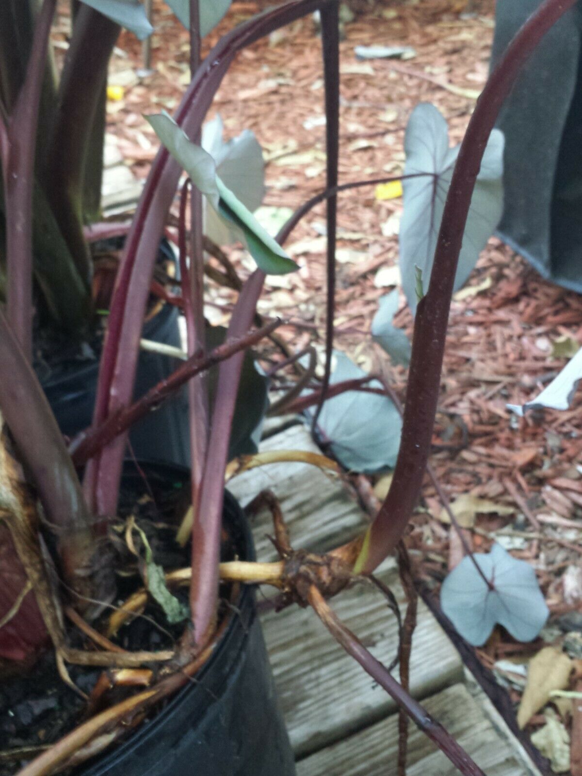 Colocasia escuenta Midnight Elephant Ear