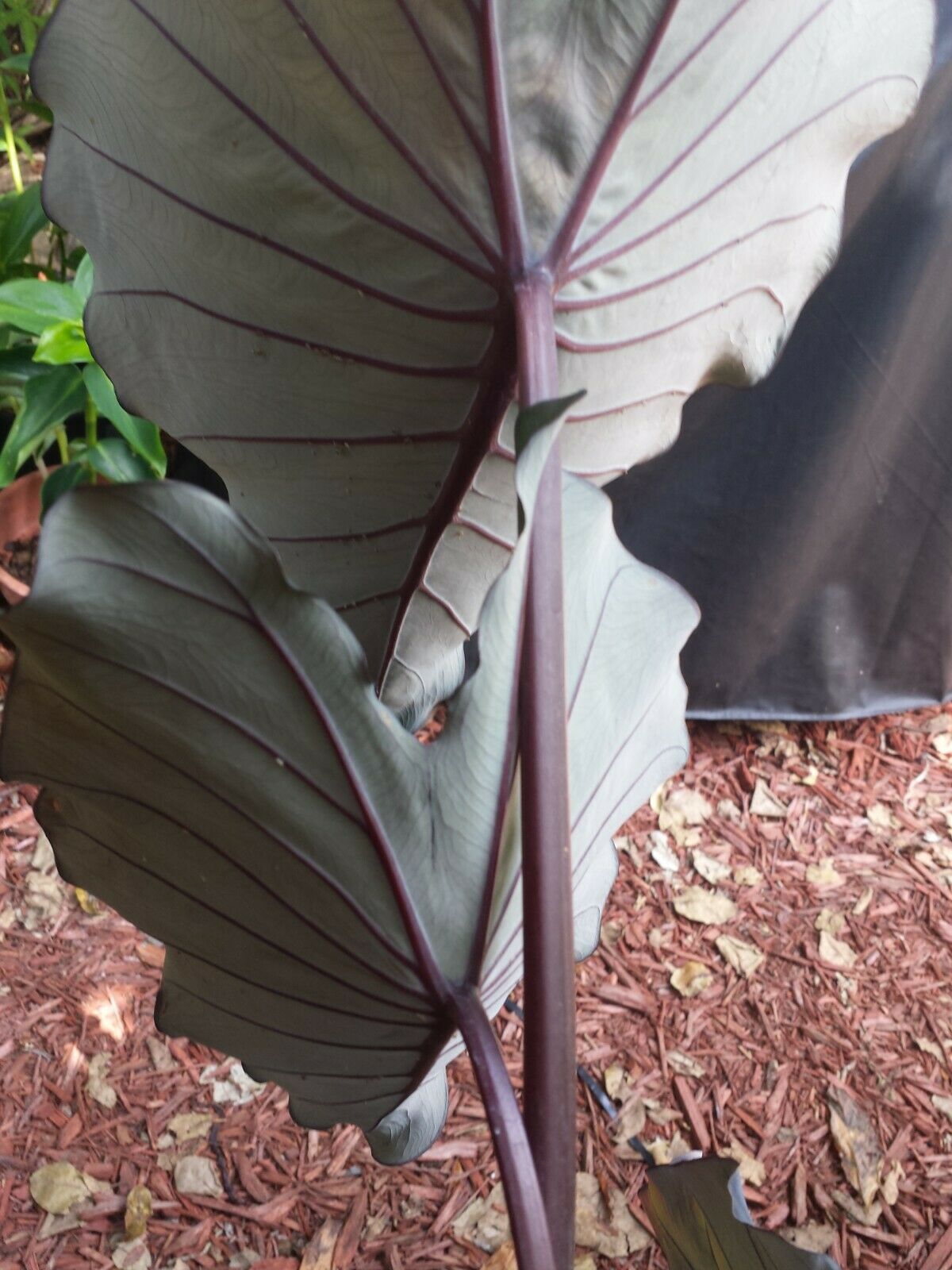 Colocasia escuenta Midnight Elephant Ear