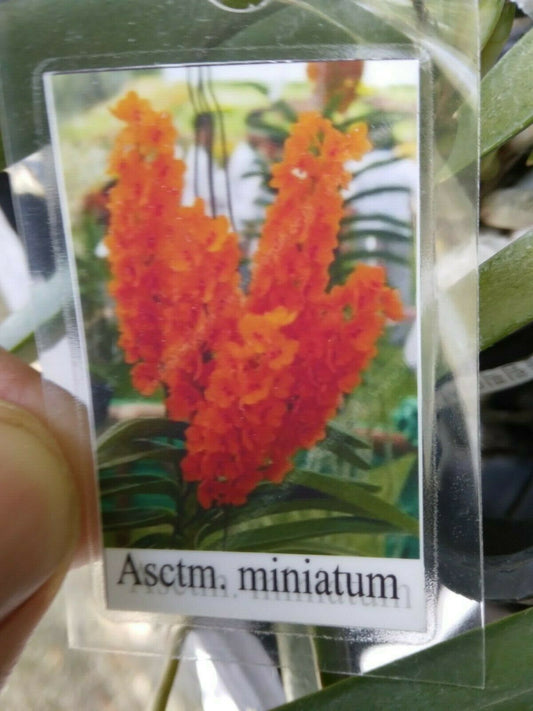 Vanda Ascocentrum miniatum