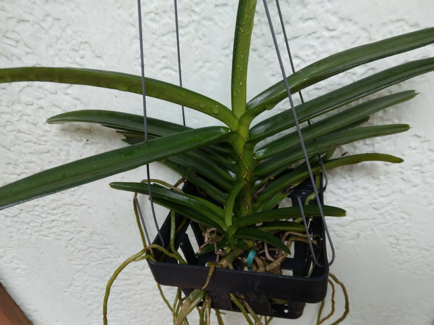Vanda Ascocentrum miniatum