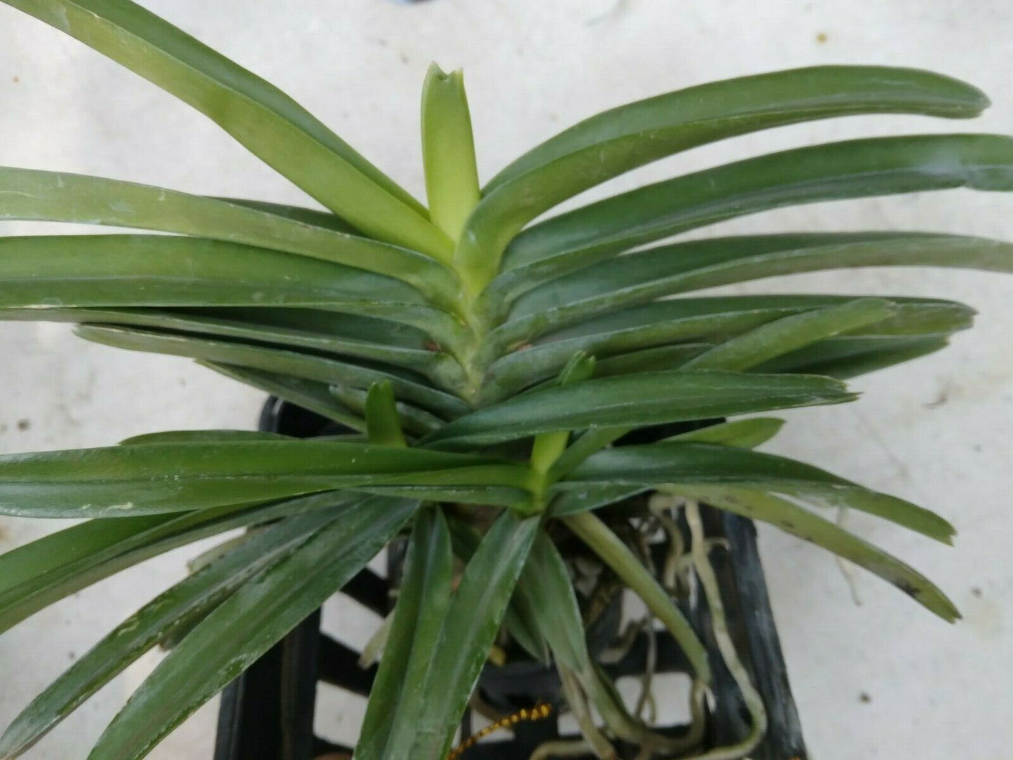Vanda Ascocentrum miniatum
